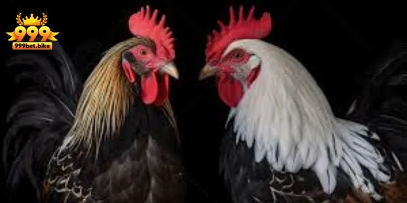 Tình trạng sức khỏe của chiến kê tốt